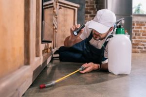 inspecting-for-pests